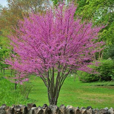 Redbud-Clump